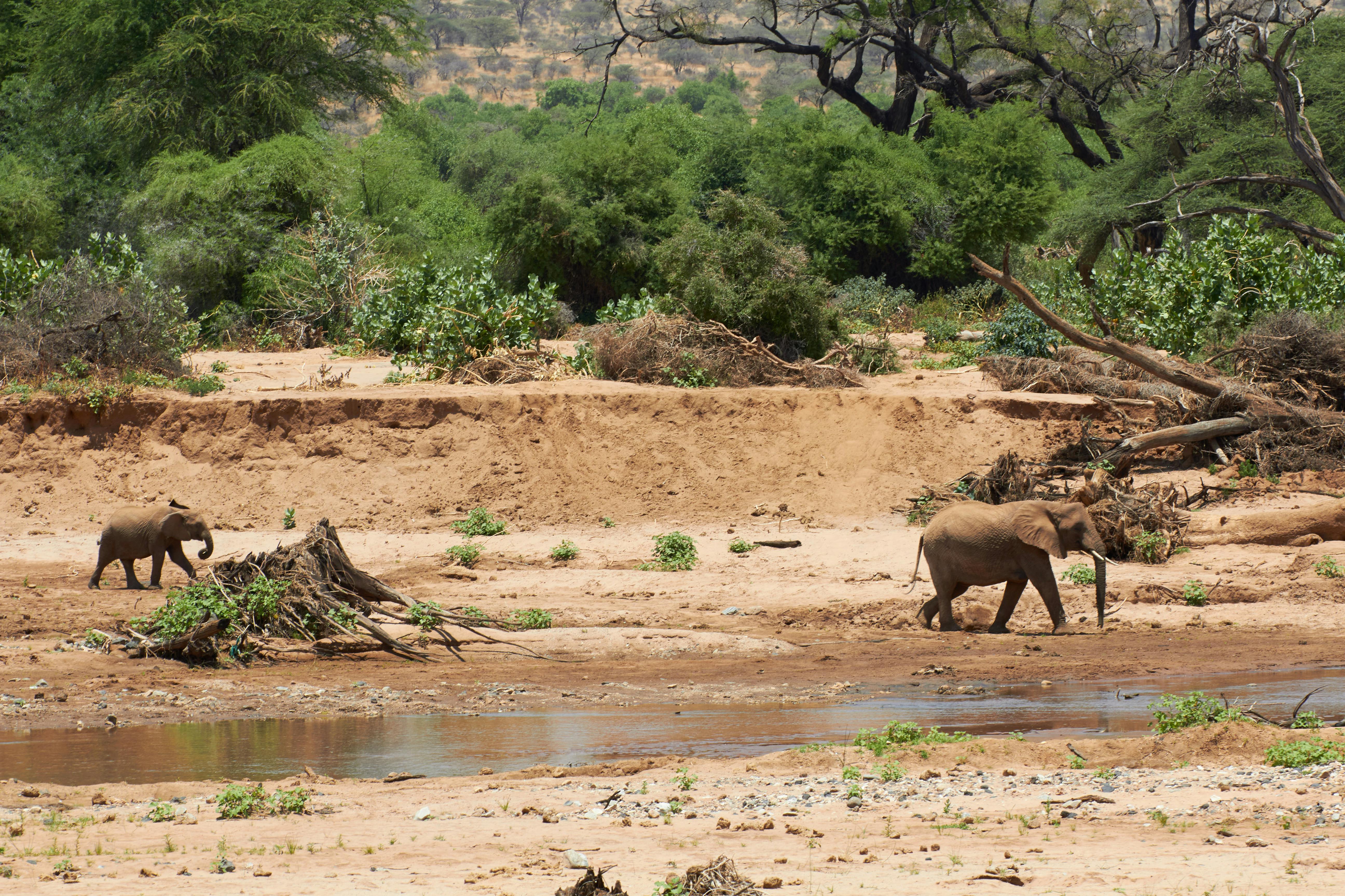 African landscape